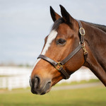 Equinavia Valkyrie Classic Leather Halter