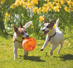 KONG® Jumbler Ball Dog Toy - Medium/Large