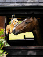 LeMieux® Plush Horse Toy - Lion