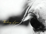 Sympathy Card: Thinking of You (Grey Horse)