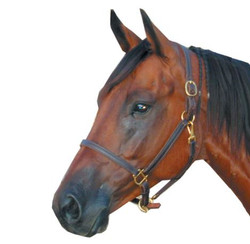 Intrepid 3/4" Deluxe Track Halter - Pony