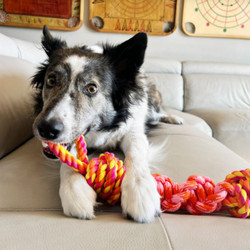KONG® Rope Bunji Dog Toy - Medium