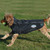 Weatherbeeta ComFiTec Reflective Print Active Dog Coat