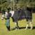 Equinavia Sol Ringside Scrim Sheet