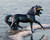 Breyer® Neptune - Unicorn Stallion