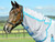 Weatherbeeta Comfitec Hexi Shield Combo Neck Fly Sheet