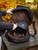 LeMieux® Luxe Helmet Bag