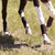 Majyk Equipe® Elite XC Front Boots with ARTi-LAGE Technology - Black