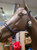 Do Or Do Knot® Rope Halter with Ring & Snap