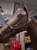 Do Or Do Knot® Rope Halter with Ring & Snap