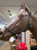 Do Or Do Knot® Rope Halter with Ring & Snap