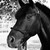 Do Or Do Knot® Knotted Noseband Rope Halter with Ring & Snap