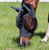 Equinavia Bug Out Fly Mask