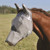 Cashel© Long Nose Fly Mask with Ears