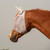 Cashel© Standard Fly Mask with Ears