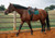 Sixteen Cypress Jumper Saddle Pad