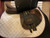Used 18" Wintec Pro Jump Close Contact Saddle