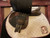 Used 18" Wintec Pro Jump Close Contact Saddle