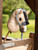 LeMieux® Hobby Horse Headcollar LeMieux® Hobby Horse Headcollar