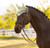 LeMieux® Classic Ear Bonnet
