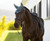 LeMieux® Loire Ear Bonnet