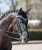 LeMieux® Loire Ear Bonnet