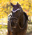 LeMieux® Loire Ear Bonnet