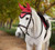 LeMieux® Loire Ear Bonnet