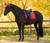 LeMieux® Loire Classic Dressage Square Saddle Pad LeMieux® Loire Classic Dressage Square Saddle Pad