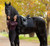 LeMieux® Essence Dressage Square Saddle Pad