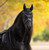 LeMieux® Essence Fly Hood