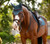 LeMieux® Essence Fly Hood