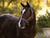 LeMieux® Ropella Halter