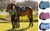 LeMieux® Loire GP Square Saddle Pad