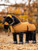 LeMieux® Toy Pony Show Rug