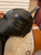 Used 18" Frank Baines Pirouette Monoflap Dressage Saddle MW Used 18" Frank Baines Pirouette Monoflap Dressage Saddle MW