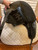 Used 18" Frank Baines Pirouette Monoflap Dressage Saddle MW Used 18" Frank Baines Pirouette Monoflap Dressage Saddle MW