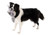 Tall Tails® Jointed Shark Plush Dog Toy - 14"