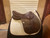 Used 18" Bates Caprilli Close Contact Saddle M