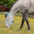 Equinavia Algard Soft Mesh Long Nose Fly Mask