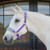 Equinavia Saga Fleece Padded Breakaway Halter