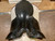 Used 17" Passier Grand Gilbert Dressage Saddle M
