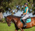 Equinavia Copenhagen Stay Put All Purpose Saddle Pad