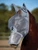 Weatherbeeta ComFiTec Durable Mesh Fly Mask With Ears & Nose