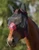 Weatherbeeta ComFiTec Fine Mesh Fly Mask With Ears