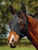 Weatherbeeta ComFiTec Deluxe Stretch Fly Mask With Ears