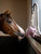 LeMieux® Horse Toy - Flying Pig
