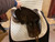Used 17.5" Schleese Dressage Saddle MN