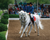 Breyer® Pluto Gratia - Lipizzan