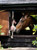 LeMieux® Horse Toy - Giraffe